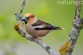 Attēlu rezultāti vaicājumam “Coccothraustes coccothraustes”