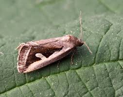 Attēlu rezultāti vaicājumam “Panolis umbra”