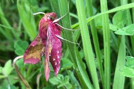 Image result for hawk moth