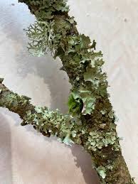 Attēlu rezultāti vaicājumam “Tuckermannopsis chlorophylla”