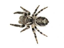 Attēlu rezultāti vaicājumam “Evarcha falcata male”