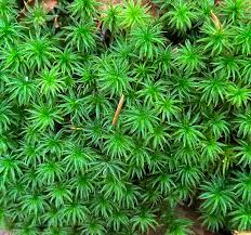 Attēlu rezultāti vaicājumam “Neckera pennata sporophyte”