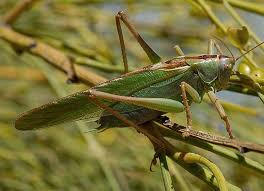 Attēlu rezultāti vaicājumam “Tettigonia viridissima”