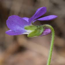 Attēlu rezultāti vaicājumam “Viola hirta”