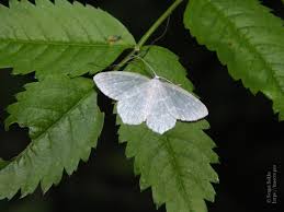 Attēlu rezultāti vaicājumam “Jodis putata”