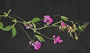 Attēlu rezultāti vaicājumam “Lathyrus latifolius”