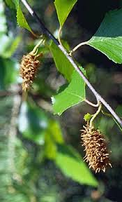 Attēlu rezultāti vaicājumam “Betula alleghaniensis fruit”