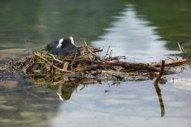 Attēlu rezultāti vaicājumam “Fulica atra nest”