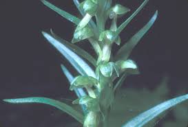 Attēlu rezultāti vaicājumam “Coeloglossum viride flower”