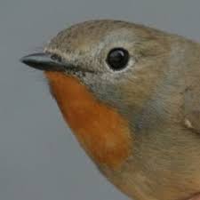 Image result for Phylloscopus ibericus