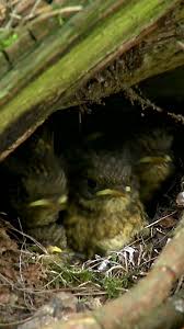 Attēlu rezultāti vaicājumam “Erithacus rubecula nest”