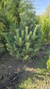 Attēlu rezultāti vaicājumam “Pinus sylvestris var. borussica”