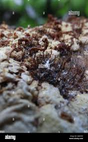 Attēlu rezultāti vaicājumam “Melanospora lagenaria”