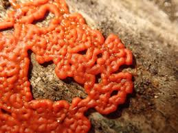 Attēlu rezultāti vaicājumam “Trichiaceae, Hemitrichiaceae, Arcyriaceae”