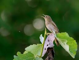 Image result for Locustella fluviatilis