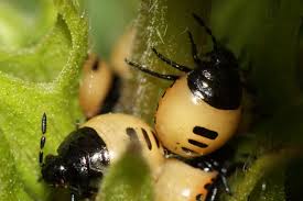 Attēlu rezultāti vaicājumam “Tritomegas bicolor nymph”