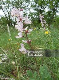 Image result for Diptam