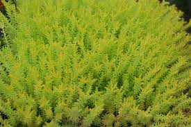 Attēlu rezultāti vaicājumam “Sedum sexangulare”