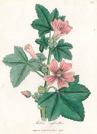 Image result for Malve