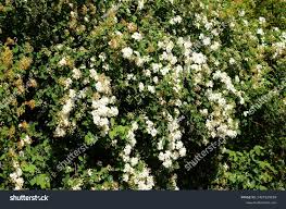 Attēlu rezultāti vaicājumam “Cotoneaster multiflorus fruit”