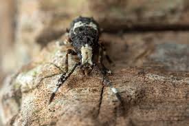 Attēlu rezultāti vaicājumam “Platystomos albinus”