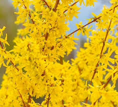 Attēlu rezultāti vaicājumam “Ficaria verna flower”
