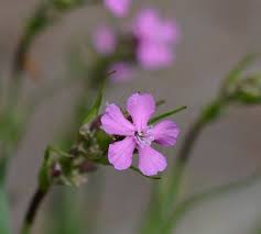 Image result for Pechnelke