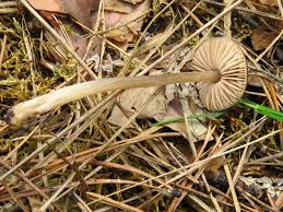 Attēlu rezultāti vaicājumam “Entoloma vernum”