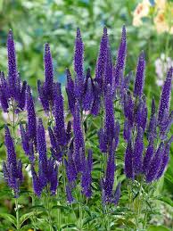 Attēlu rezultāti vaicājumam “Veronica longifolia”