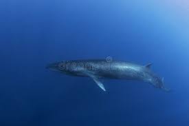 Image result for Balaenoptera borealis