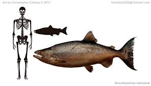 Image result for Oncorhynchus