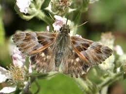 Attēlu rezultāti vaicājumam “Carcharodus floccifera upperside”