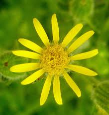 Attēlu rezultāti vaicājumam “Senecio viscosus flower”