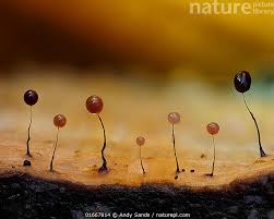 Attēlu rezultāti vaicājumam “Comatricha nigra macro”