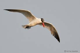 Attēlu rezultāti vaicājumam “Hydroprogne caspia”