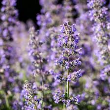 Image result for Katzenminze