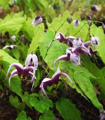 Attēlu rezultāti vaicājumam “Epimedium alpinum  flower”
