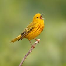 Image result for Bird