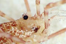 Attēlu rezultāti vaicājumam “Lophopilio palpinalis”