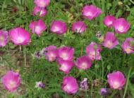 Attēlu rezultāti vaicājumam “Ligularia sibirica flower”