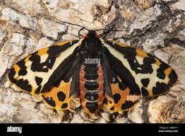 Attēlu rezultāti vaicājumam “Parasemia plantaginis”