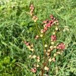 Attēlu rezultāti vaicājumam “Filipendula vulgaris fruit”
