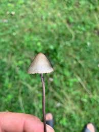 Attēlu rezultāti vaicājumam “Panaeolus papilionaceus”