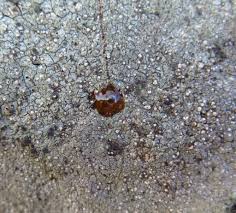 Attēlu rezultāti vaicājumam “Trapelia coarctata”