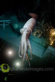 Image result for Dosidicus gigas