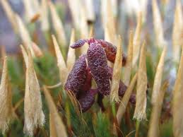 Attēlu rezultāti vaicājumam “Polytrichum juniperinum sporophyte”
