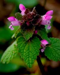 Attēlu rezultāti vaicājumam “Lamium purpureum”