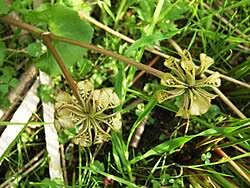 Attēlu rezultāti vaicājumam “Caltha palustris fruit”