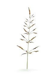 Attēlu rezultāti vaicājumam “Agrostis capillaris”