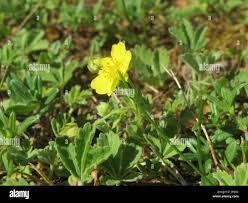 Attēlu rezultāti vaicājumam “Potentilla reptans leaf”
